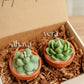 Mini Potted Succulents - Pack of 2