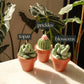 Potted Succulents (SECONDS) - 2 Pack